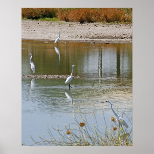 Poster Collecte (Devant)