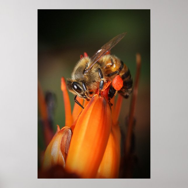 Poster Collecte des abeilles (Devant)