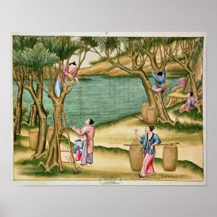 Poster Collecte des mûres