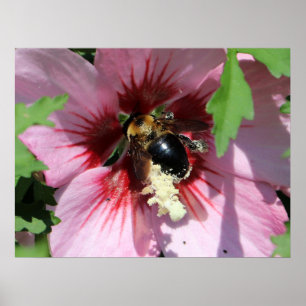 Poster Collection Busy Be au pollen dans un Hibiscus