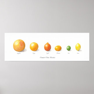 Poster Collection Citrus