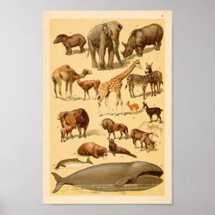 Poster Collection d'animaux sauvages Elephant Giraffe Art