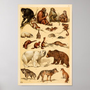 Poster Collection d'animaux sauvages Ours Loup Singes Imp