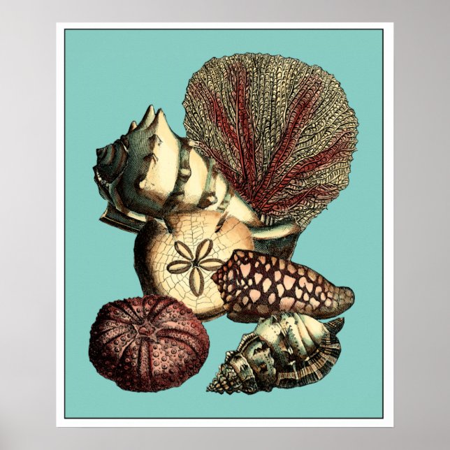 Poster Collection de coquillages turquoise et de coraux r (Devant)
