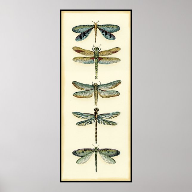 Poster Collection de libellules par Chariklia Zarris (Devant)
