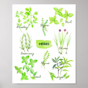 Poster Collection d'herbe d'aquarelle