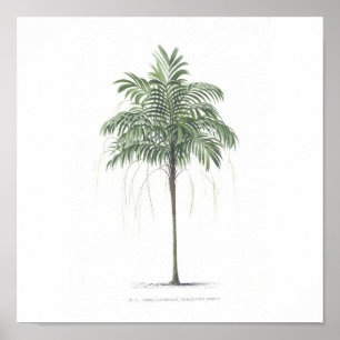 Poster Collection d'illustration de palmier