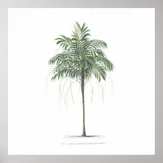 Poster Collection d'illustrations de palmiers