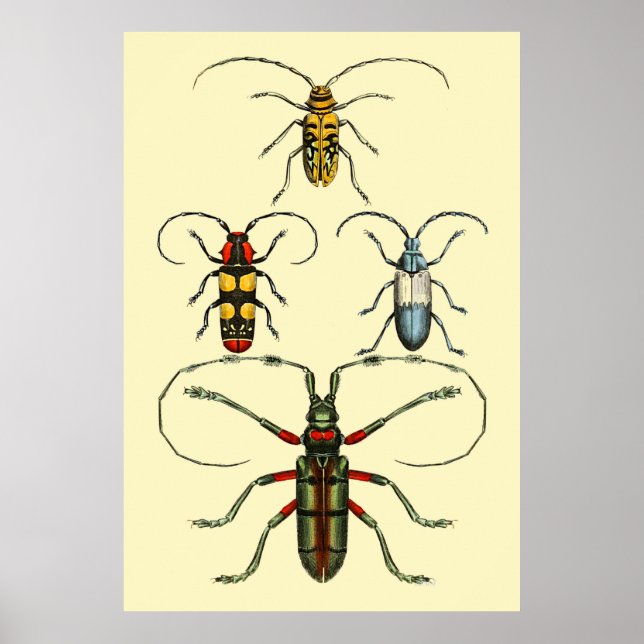 Poster Collection d'insectes de coléoptères (Devant)