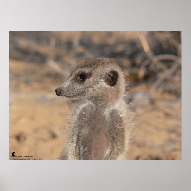 Poster Collection Fluffernutter - Daydreaming (Devant)