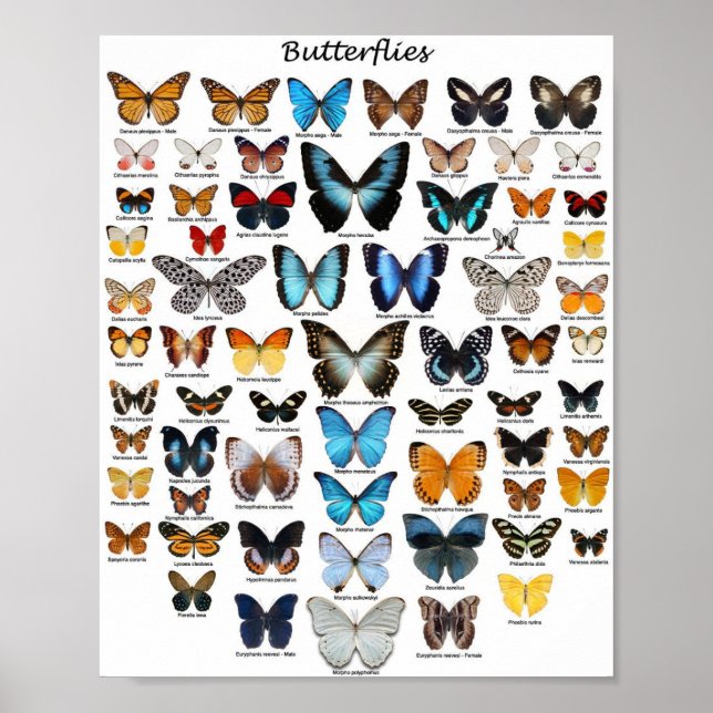 Poster - Collection Papillons (Devant)