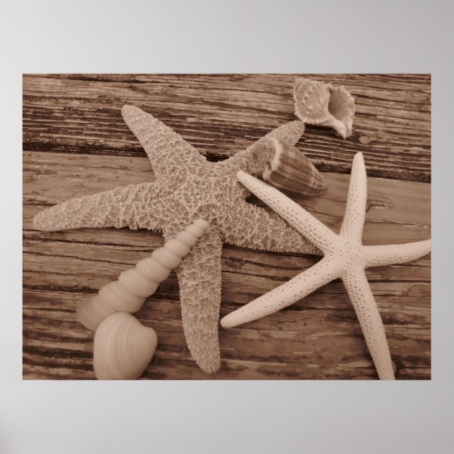 Poster Collection Shell (Devant)