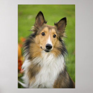 Poster Colley à poil long, chien