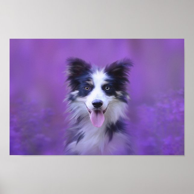 Poster Collie Bordure Noire Et Blanche (Devant)