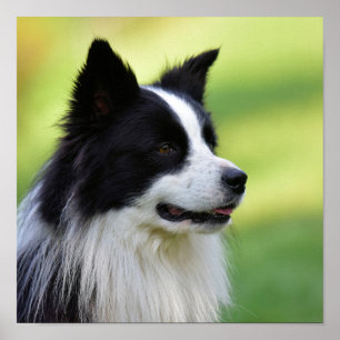 Poster Collie Chien noir et blanc