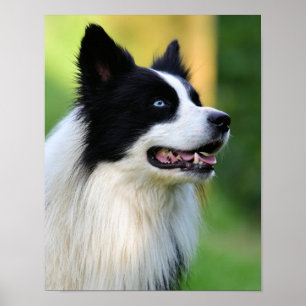 Poster Collie Chien noir et blanc