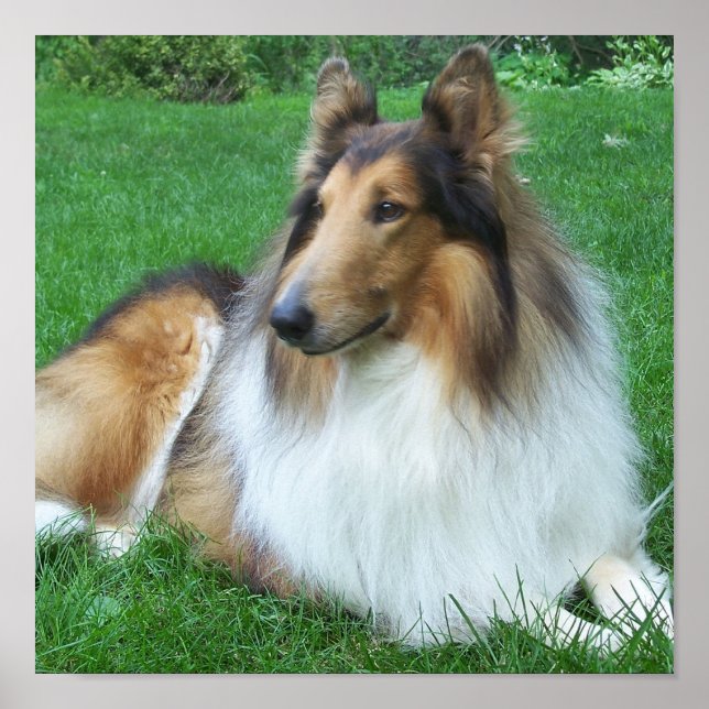 Poster Collie dans l'affiche en herbe (Devant)