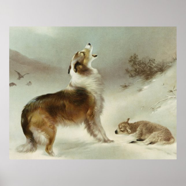 Poster Collie et mouton (Devant)