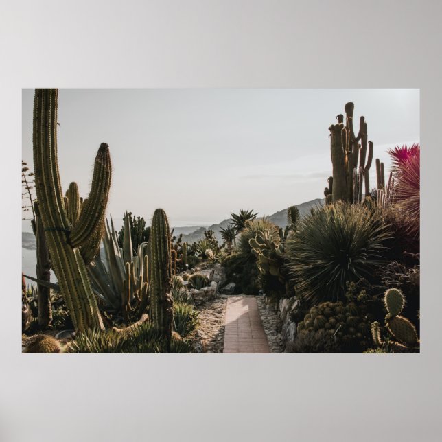 POSTER COLLINE CACTI (Devant)