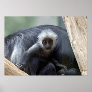 Poster Colobus polykomos
