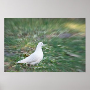 Poster Colombe blanche