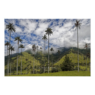 Poster Colombie - El Bosque de Palmas,