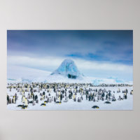 Colonie de l'empereur Penguin
