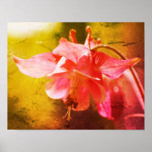 Poster Colonne rose Fleur Gros plan