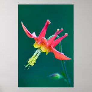 Poster Colonne rouge
