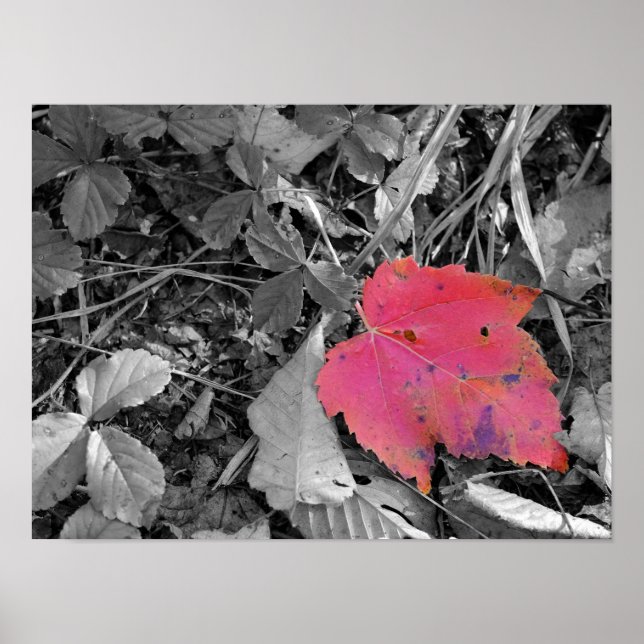 Poster Color Pop Red Leaf (Devant)