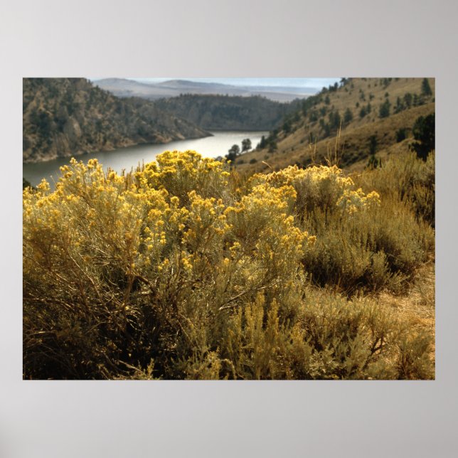 Poster Colorado Colorado Canyon Brush Prints (Devant)