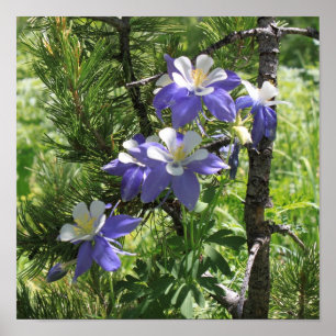 Poster Colorado Columbine