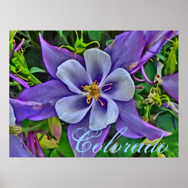 Poster Colorado Columbine (Vorne)