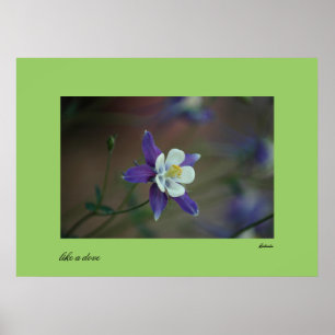 Poster Colorado Columbine print