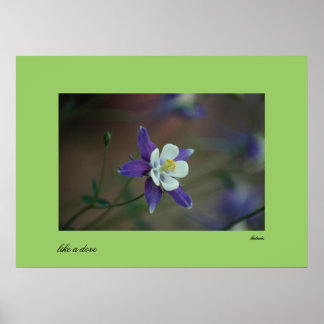 Poster Colorado Columbine print