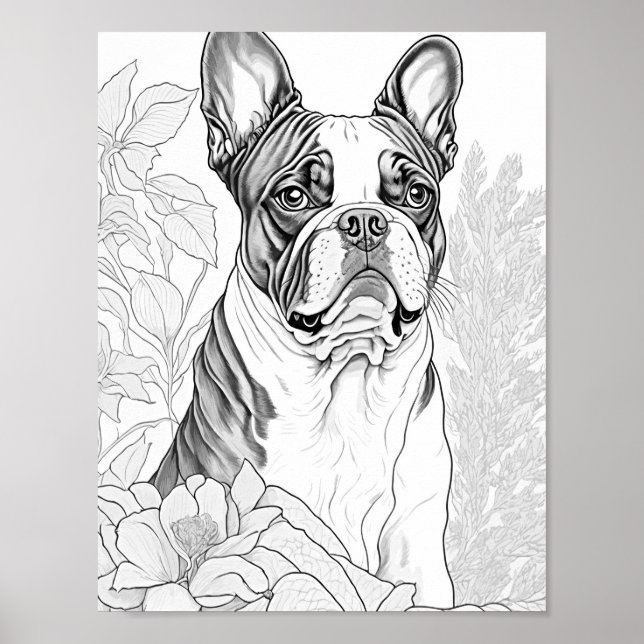 Poster Coloration pour adultes Boston Terrier (Devant)