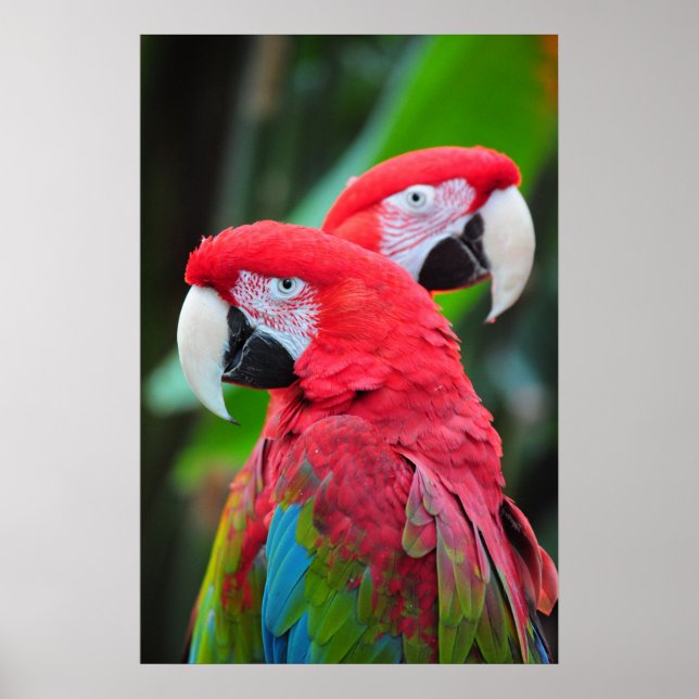 Poster coloré de perroquets de macaw (Devant)