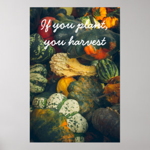 Poster Coloré squash d'automne et citrouille