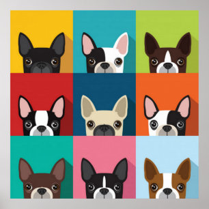 Poster Colorée Boston Terriers