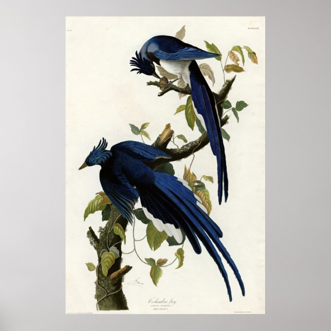 Poster Columbia Jay Birds of America par James Audubon (Devant)