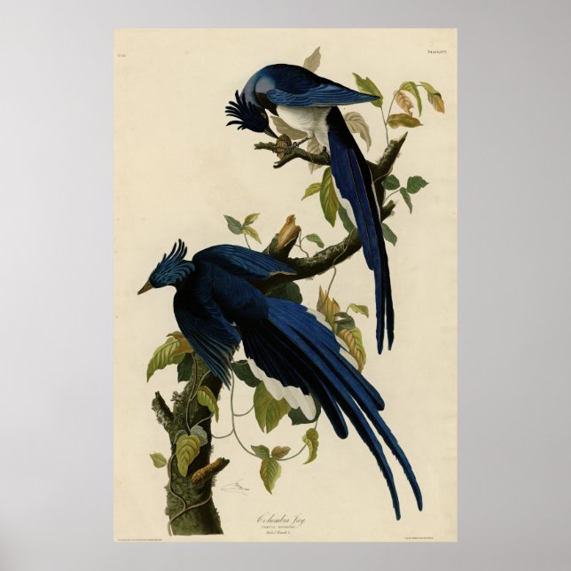 Poster Columbia Jay de Audubon's Birds of America (Devant)