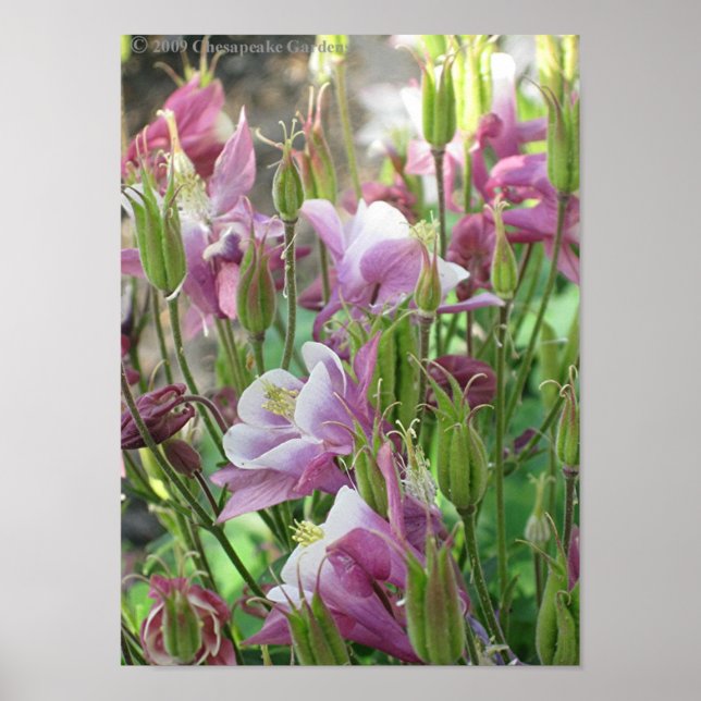 poster COLUMBINE FLEURS (Devant)