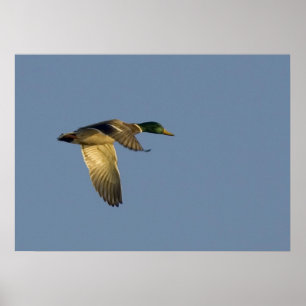 Poster colvert volant à ciel ouvert
