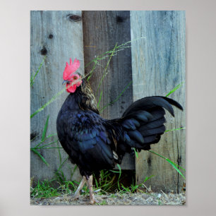 Poster Combattre le coq
