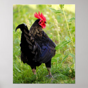 Poster Combattre le coq