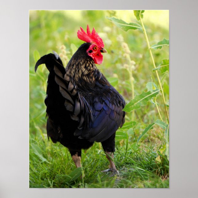 Poster Combattre le coq (Devant)