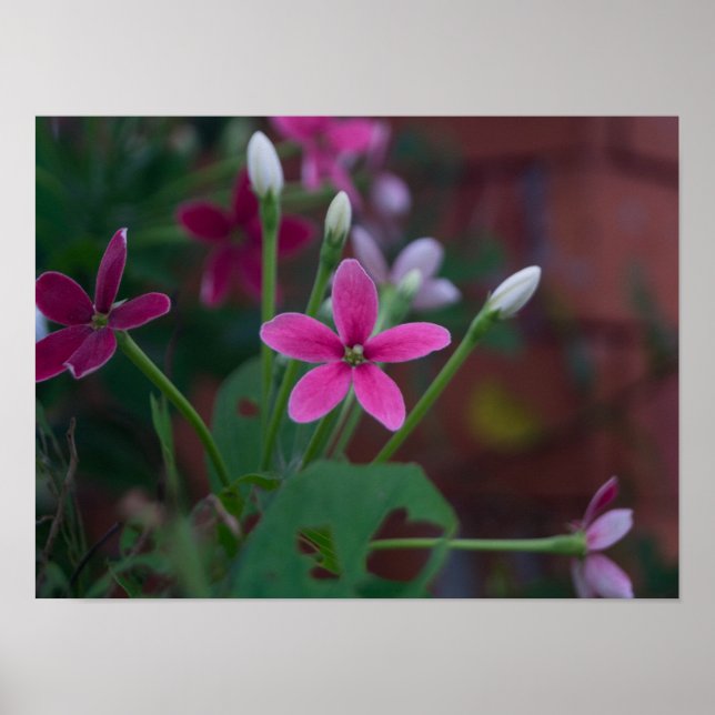 Poster Combretum indicum (Devant)