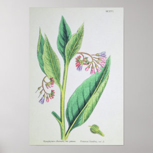 Poster Comfrey commun, plaque MCXVI, c.1800