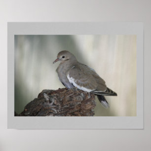 Poster Comfy Dove Print