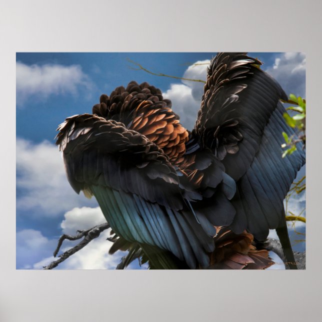 POSTER COMMANDANT SKY BATELEUR EAGLE (Devant)